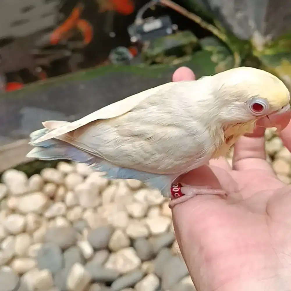 burung lovebird love bird blue pf mata merah balibu