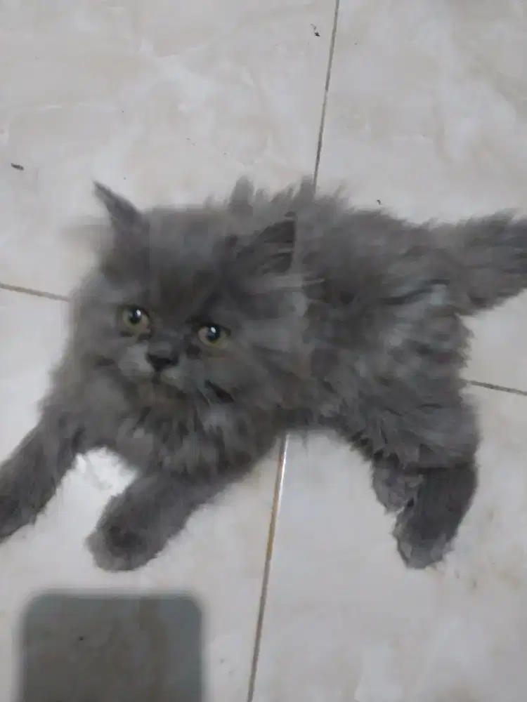 Kitten Persia BSH Long hair Jantan Abu-abu