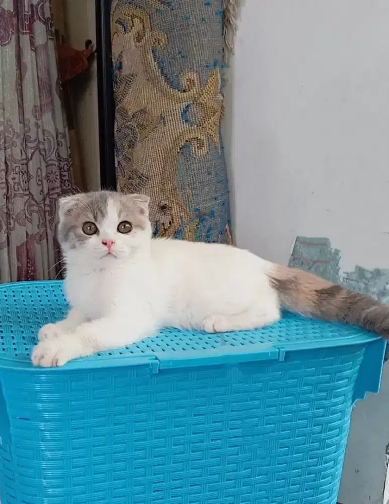 SCOTISH FOLD CALICO DILUTE