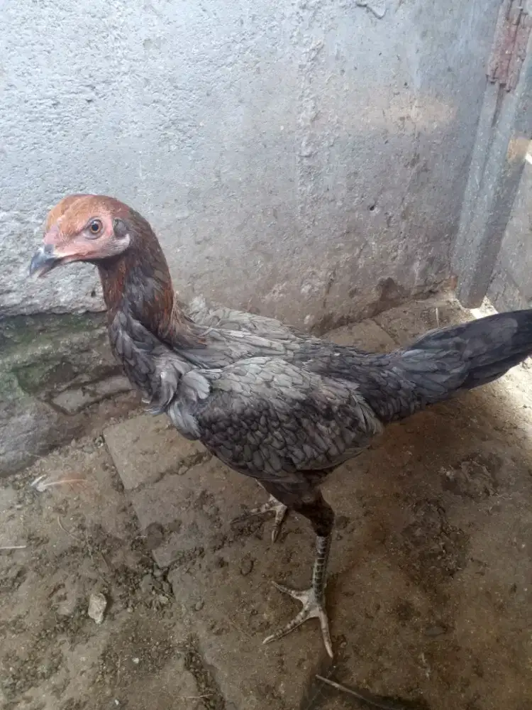 Ayam Siam daraa