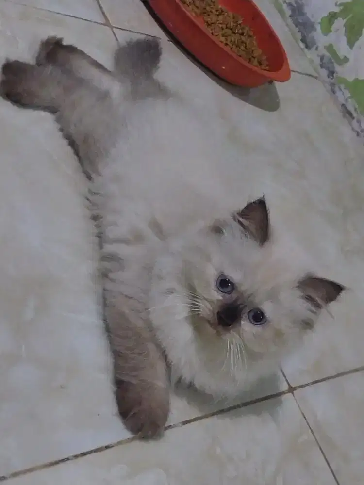Kitten Himalayan Betina Usia 2 Bulanan