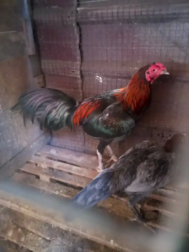 Ayam Siam mudaa