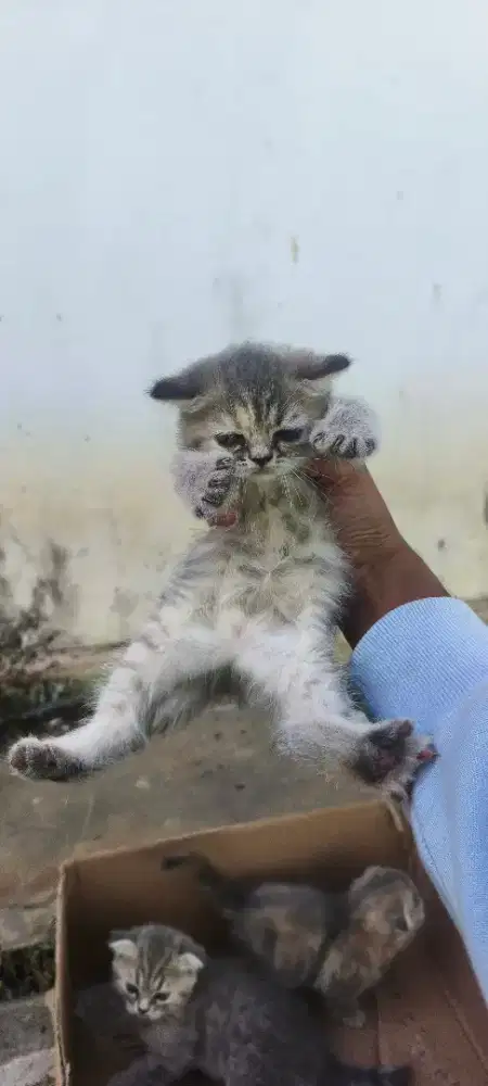 BSH Betina Kitten