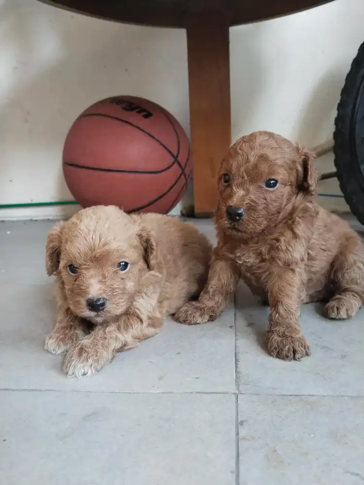 PURE POODLE ,2 jantan
