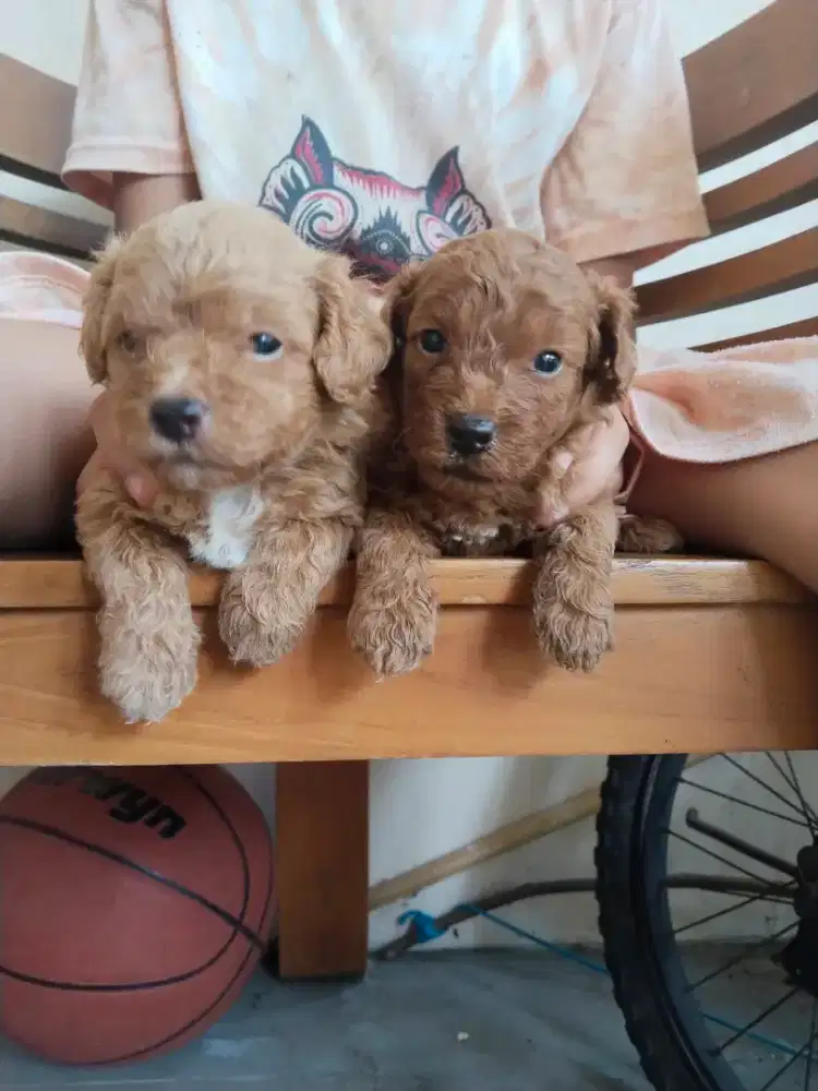 PURE POODLE ,2 jantan