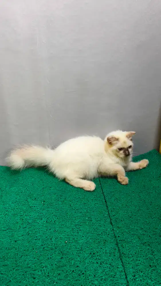 Himalaya Kitten Betina