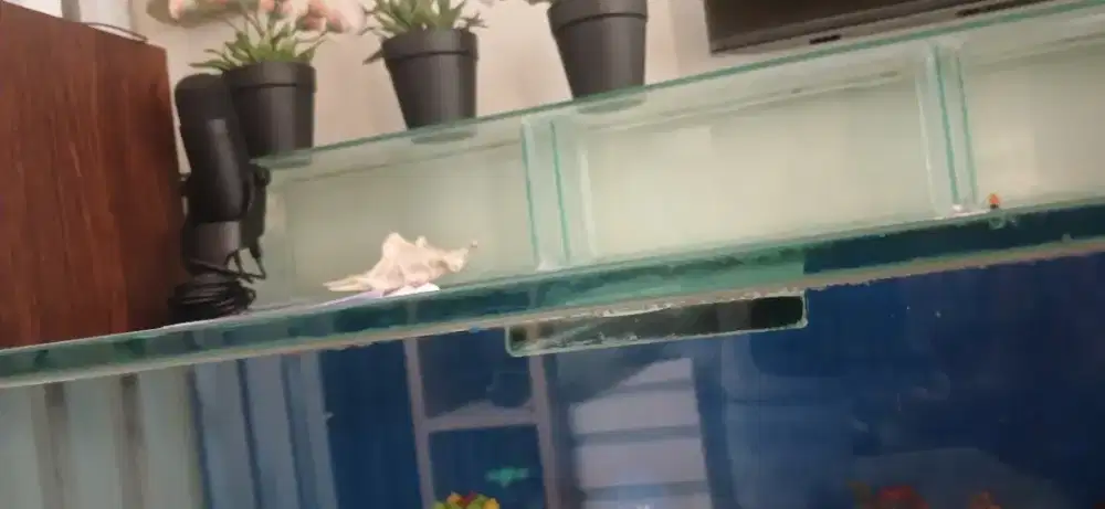 Jual aquarium bekas arwana.