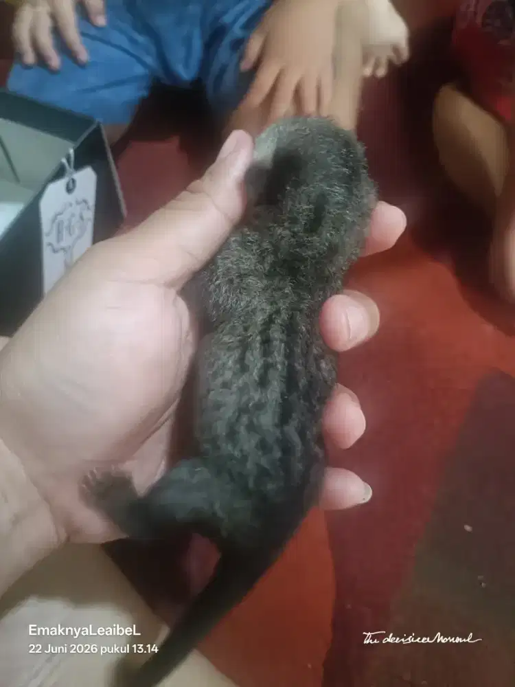 Musang pandang baby female