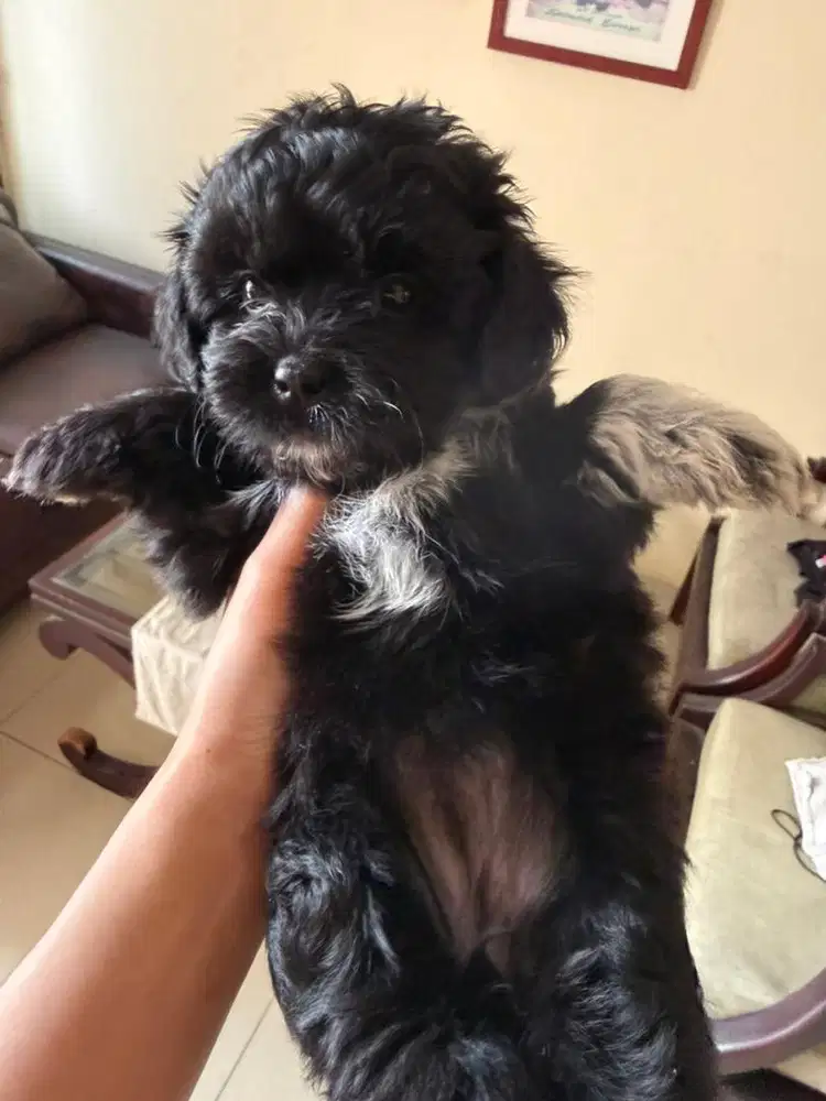 shipoo shitzu poodle