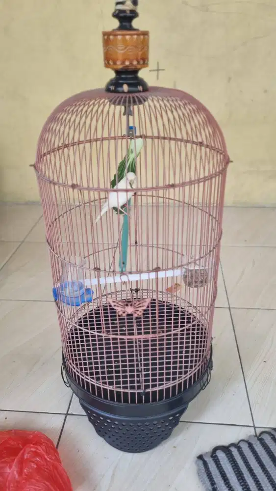 Kenari Putih AF dan Loper