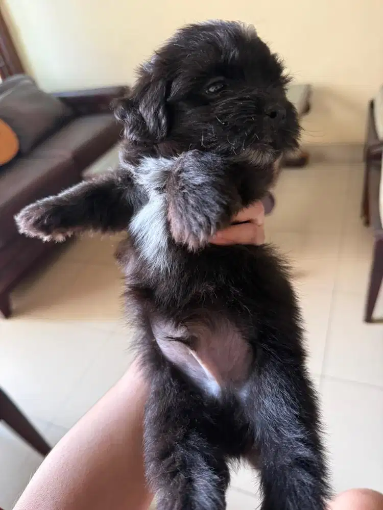 shipoo shitzh poodle