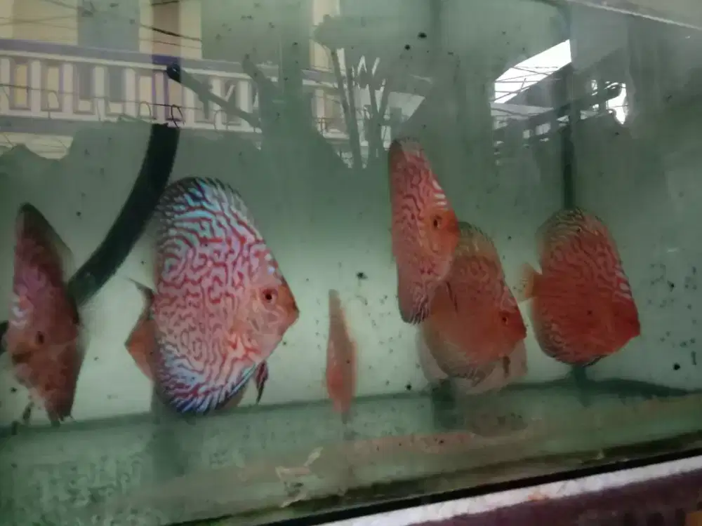 Ikan discus pigeon
