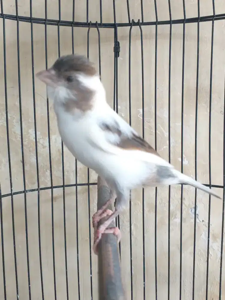 Kenari Spanish Timbrado Gacor