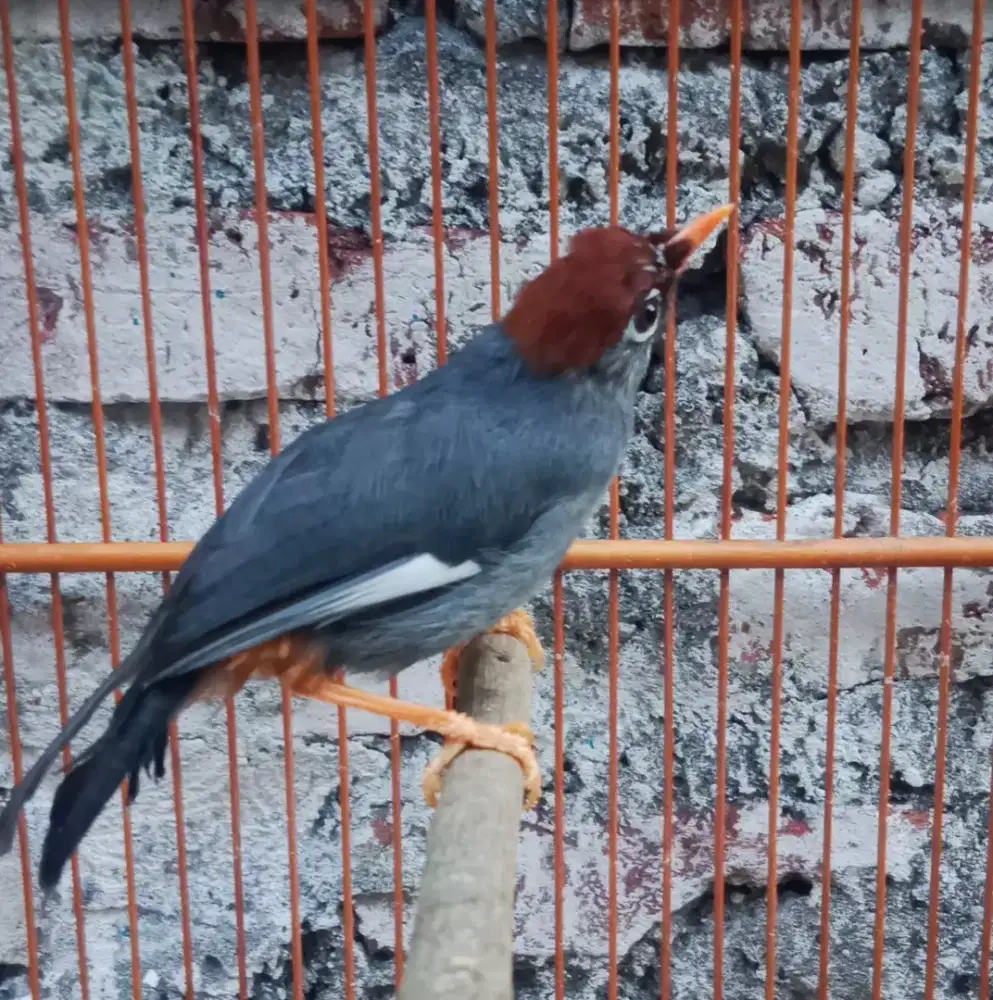 burung poksay jinak