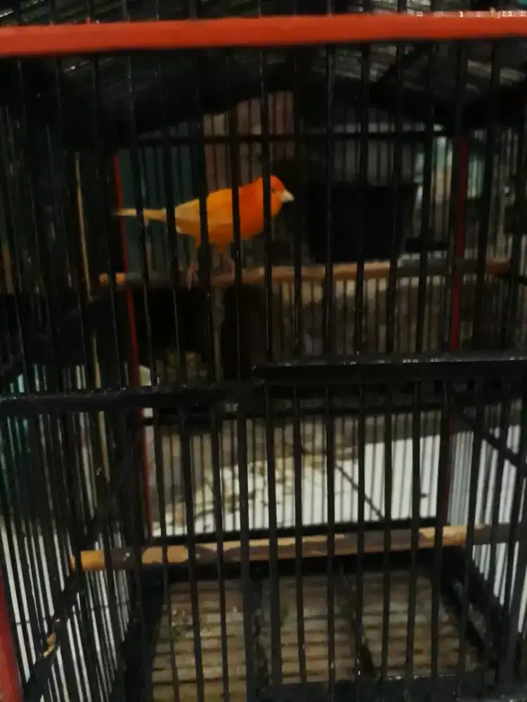 Kenari merlok gacor