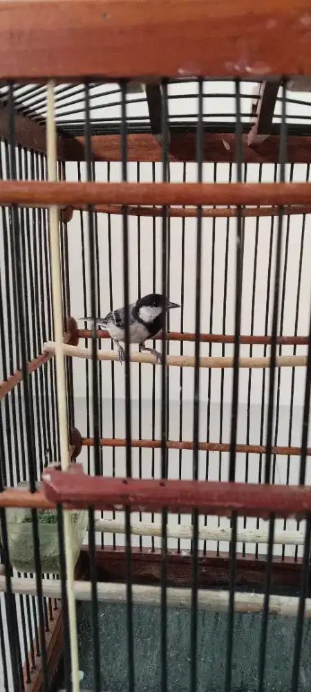 Burung Gelatik Jantan, Rajin Bunyi