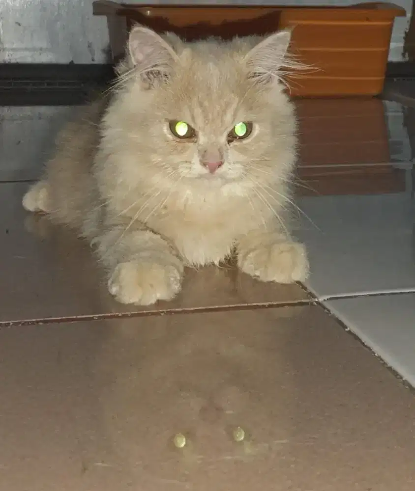 PERSIA LONGHAIR