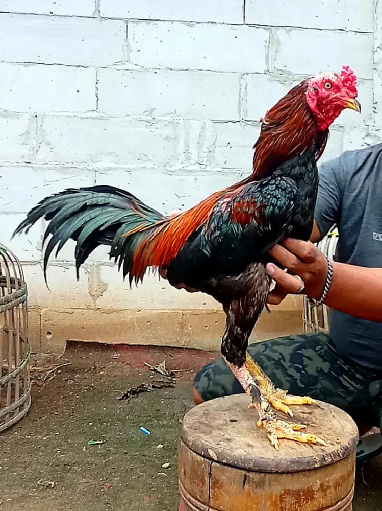 Ayam Bangkok Pakhoy Maneedaeng x Pitbull Full Brakot
