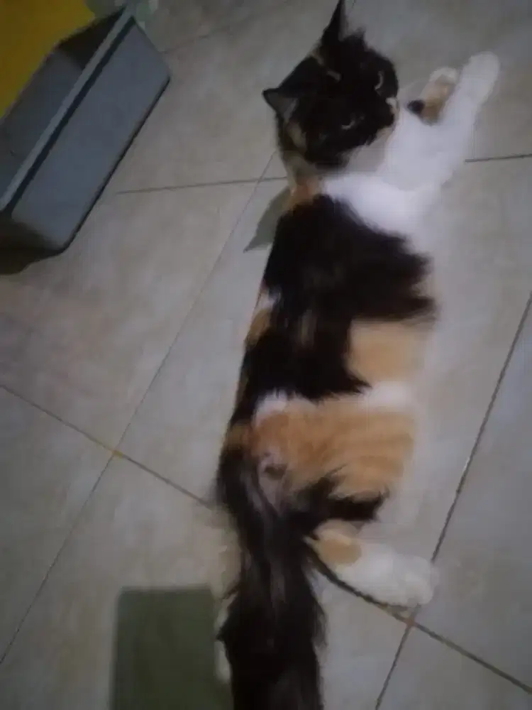 Kucing persia betina calico 1 tahunan