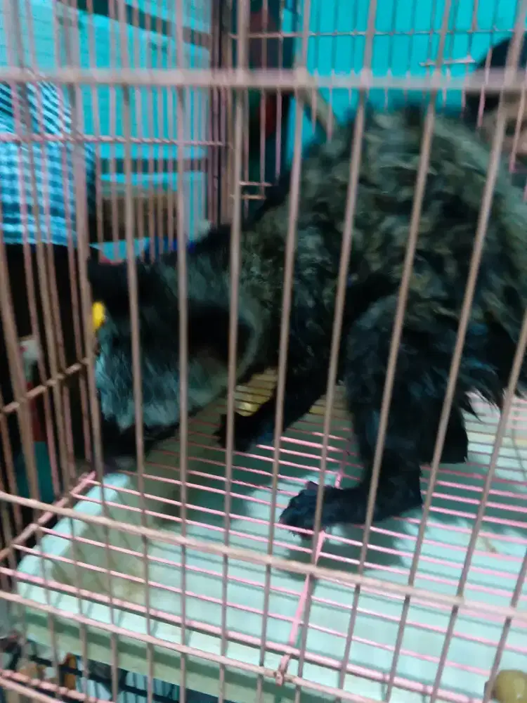 Musang pandan betina