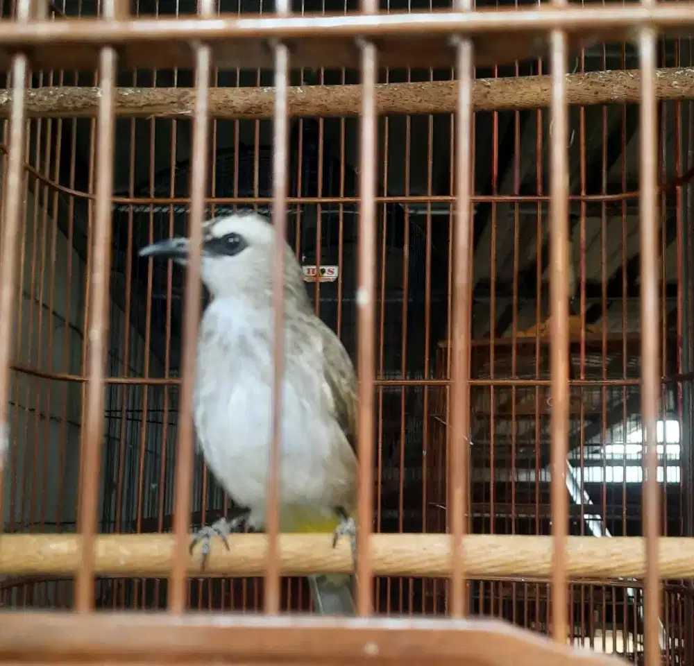 Burung crucuk ucuk jinak mapan