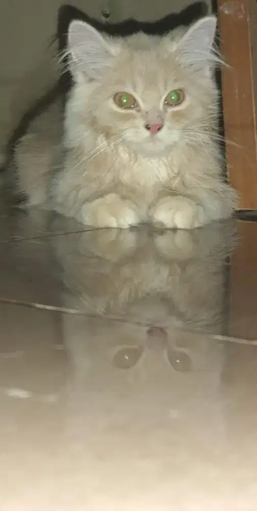 LEPAS ADOPSI KUCING PERSIA LONGHAIR