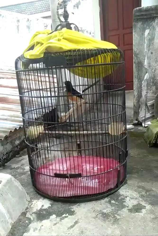 Jual burung murai