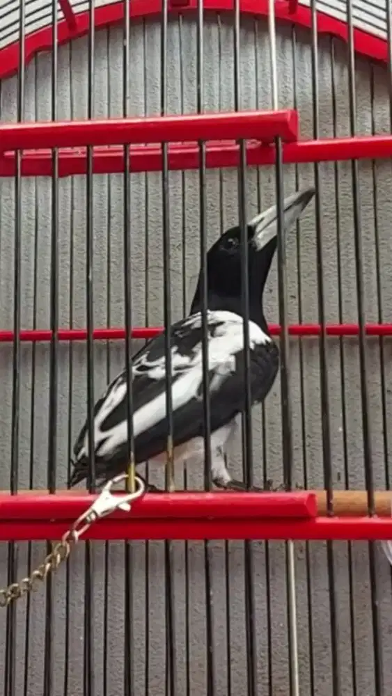 Burung Jagal Papua
