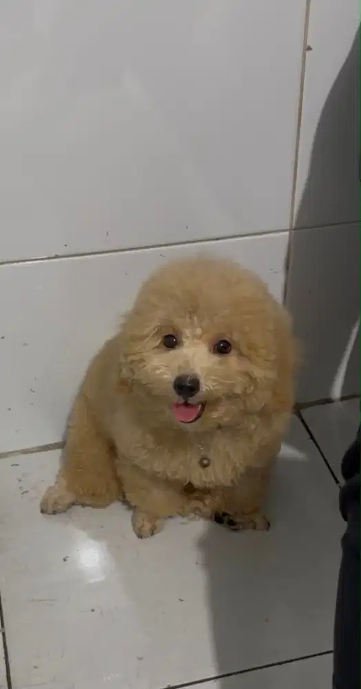 Open Adopt Anjing Poodle