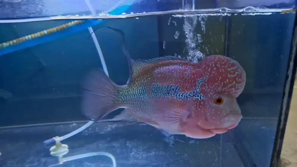 Ikan Louhan SRD 18 cm