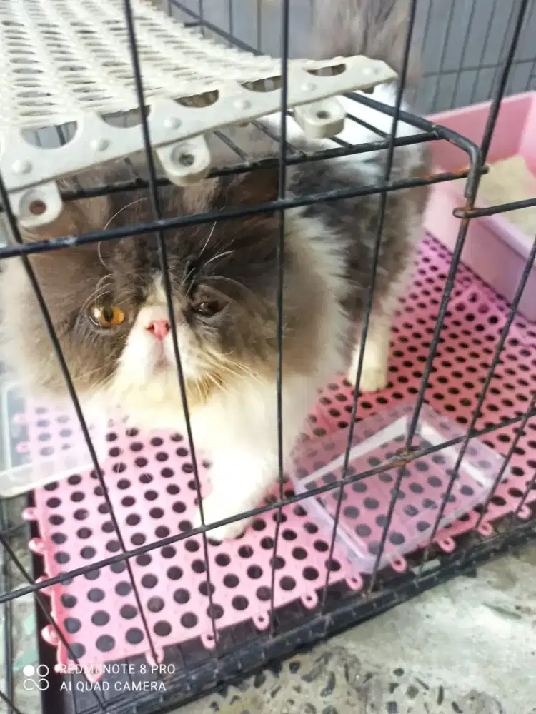 Adopsi kucing ras