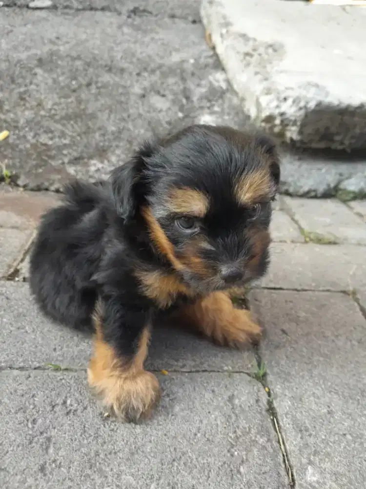 Maltipoo jantan usia 2 bulan