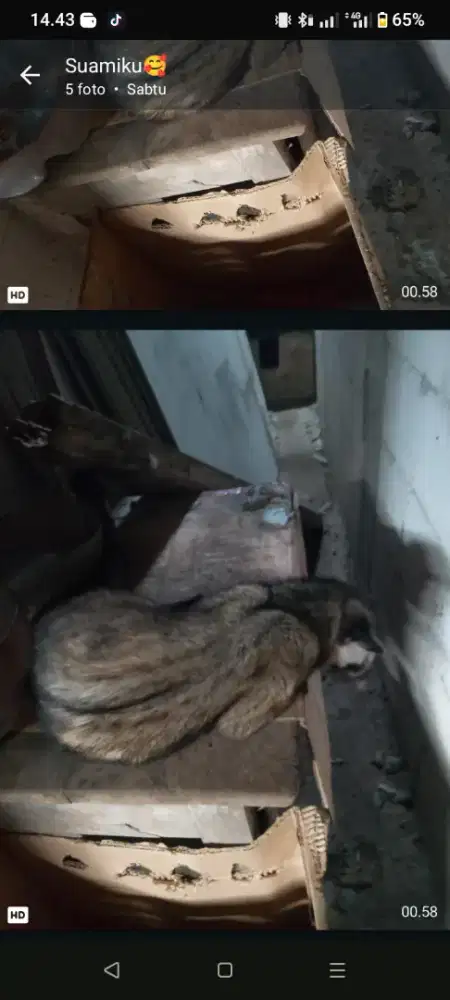Yg minat pelihara musang silakan hubungi