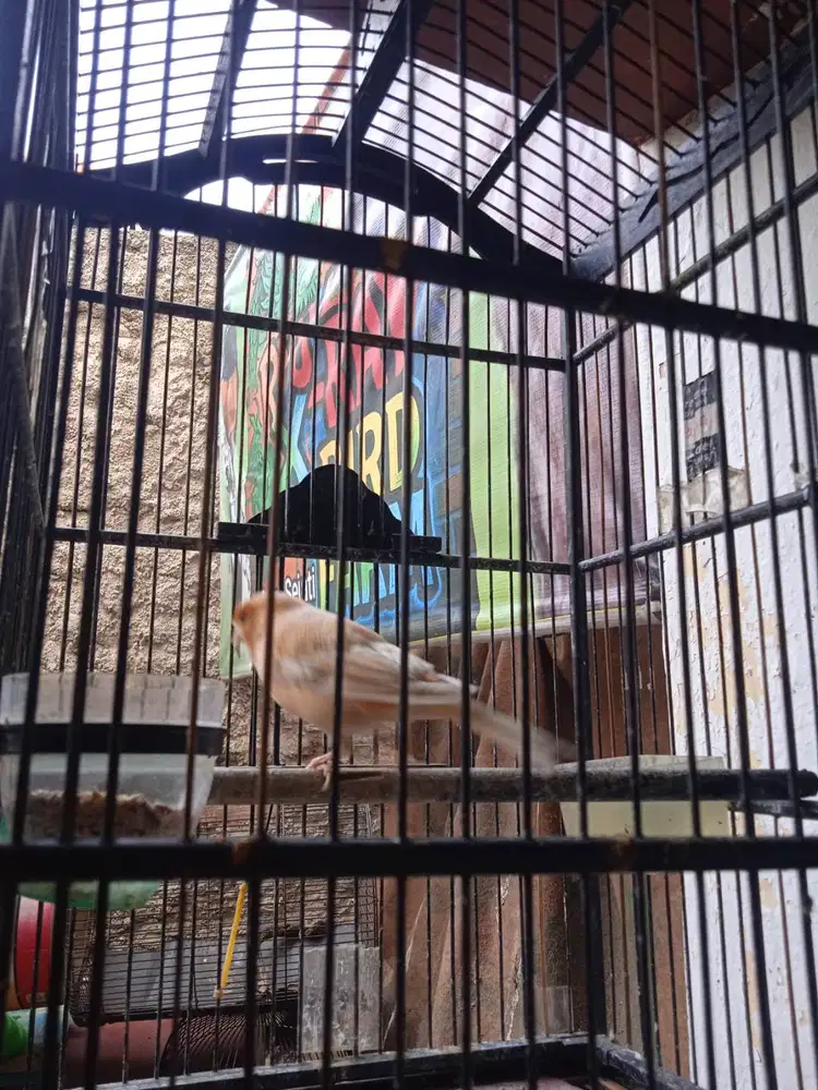 Kenari Loper Malang Cerah Ngereg