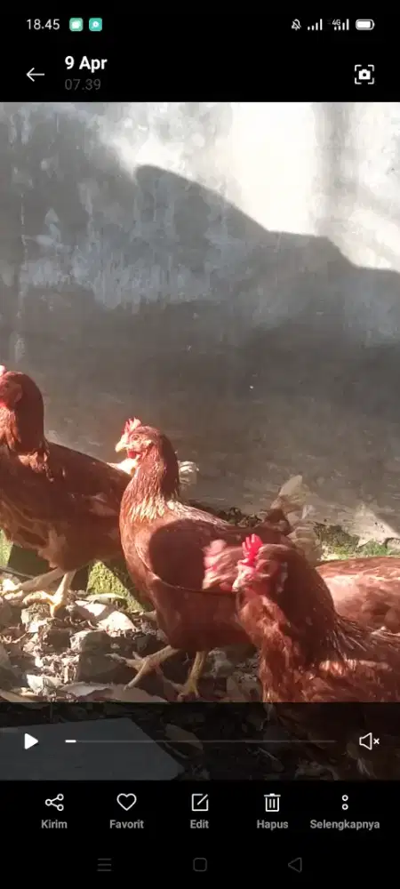Ayam petelur siap bertelur