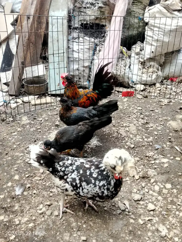 ayam poland (ayam hias)