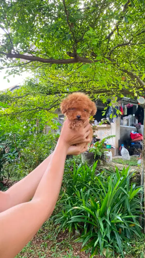 Tea Cup Red Poodle Female ( STB Chip + Vaksin )