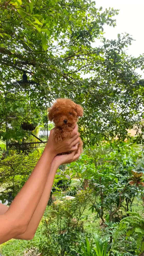 Tea Cup Size / Mini Red Poodle Betina ( Lengkap STB Vaksin )