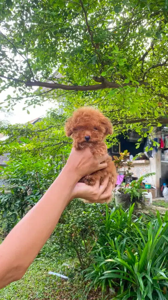 Tea Cup Red Poodle Female ( Stambum Chip + Vaksin )