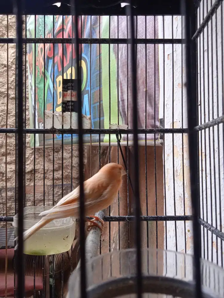 Canary Loper Malang Ngerek