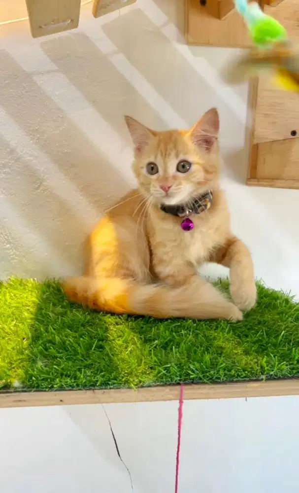 Kucing Persia kitten Oren cantik