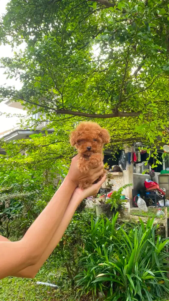 Tea Cup Red Poodle ( Female ) / STB Chip + Vaksin