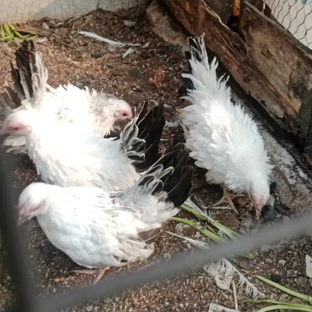 Anakan Ayam kate black tail bulu walik