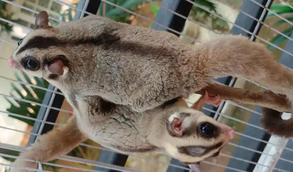 Sugar Glider Sepasang Free Kandang