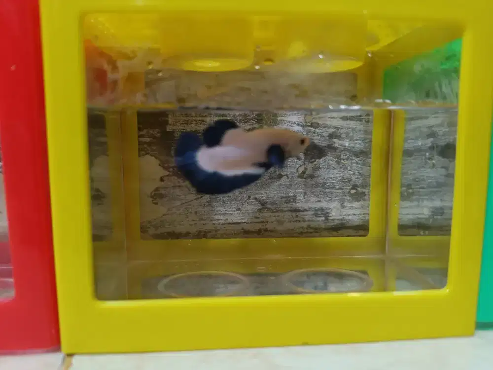 Jual ikan cupang