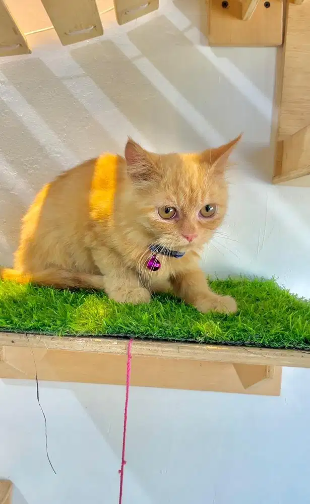 Kucing persia jantan oren cakep