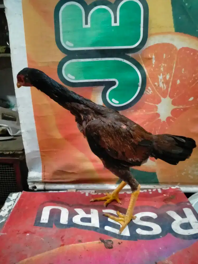 dijual ayam siam