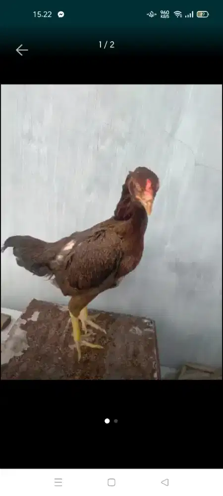 dijual ayam siam