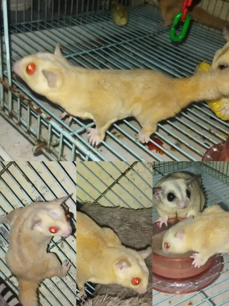 Sugar glider cremino jantan jinak
