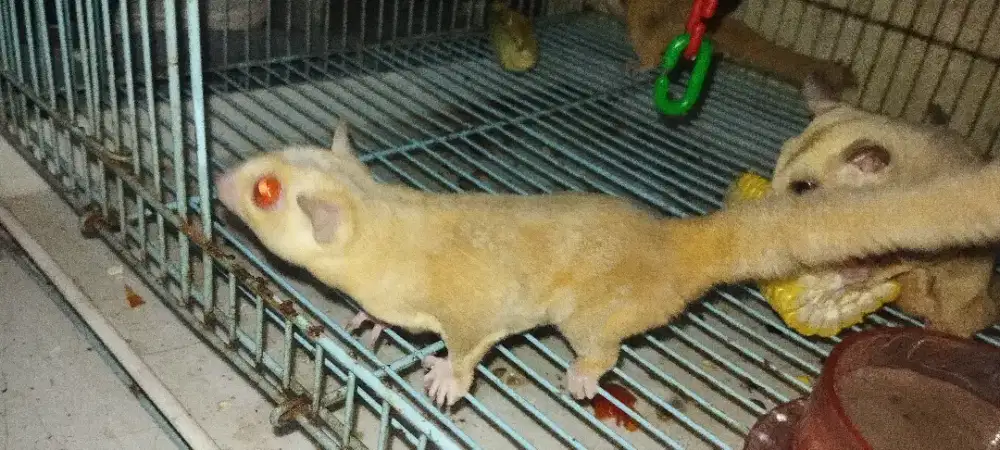 Sugar glider cremino jinak  jantan